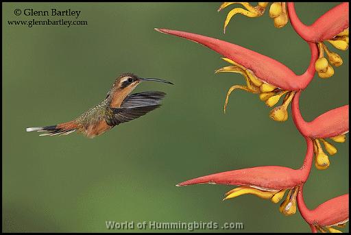 Hummingbird Garden Catalog: Gray-Chinned Hermit